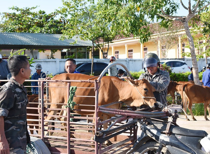 Thạch Hà: Trao hỗ trợ 17 con bê sinh kế cho người dân trên địa bàn