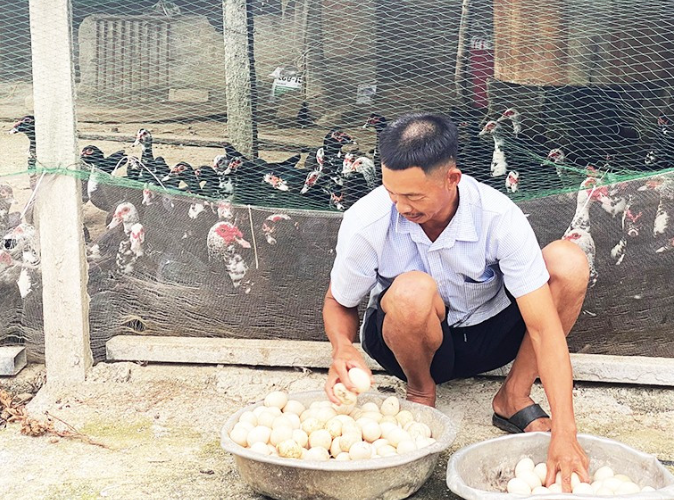 Triển khai thành công mô hình nuôi ngan RT sinh sản trên địa bàn huyện Thạch Hà