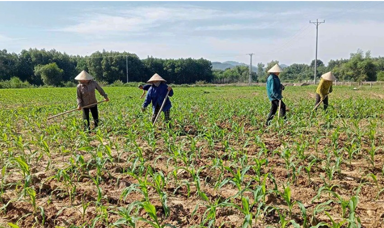 Hà Tĩnh: phủ kín hơn 56% diện tích cây vụ đông trên địa bàn