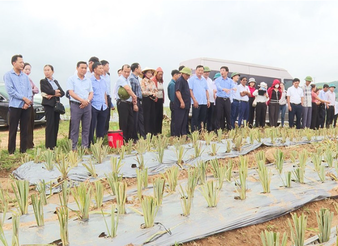 Triển vọng từ mô hình trồng dứa liên kết trên địa bàn huyện Kỳ Anh