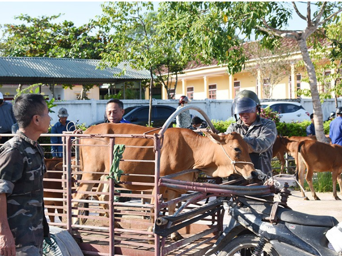 Thạch Hà: Trao hỗ trợ 17 con bê sinh kế cho người dân trên địa bàn