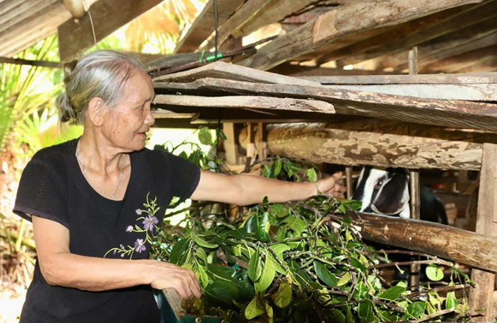 Hỗ trợ gia đình khó khăn xây dựng 41 mô hình sinh kế trên địa bàn huyện Vũ Quang