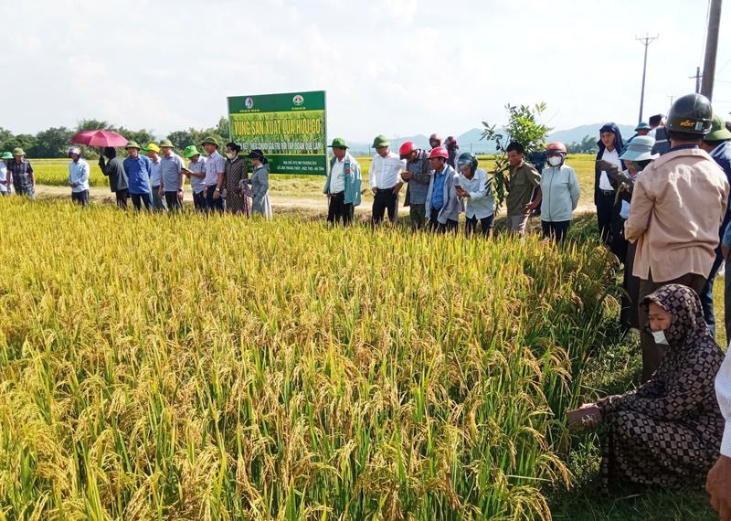 Đức Thọ: Triển vọng từ mô hình sản xuất lúa hữu cơ DT39