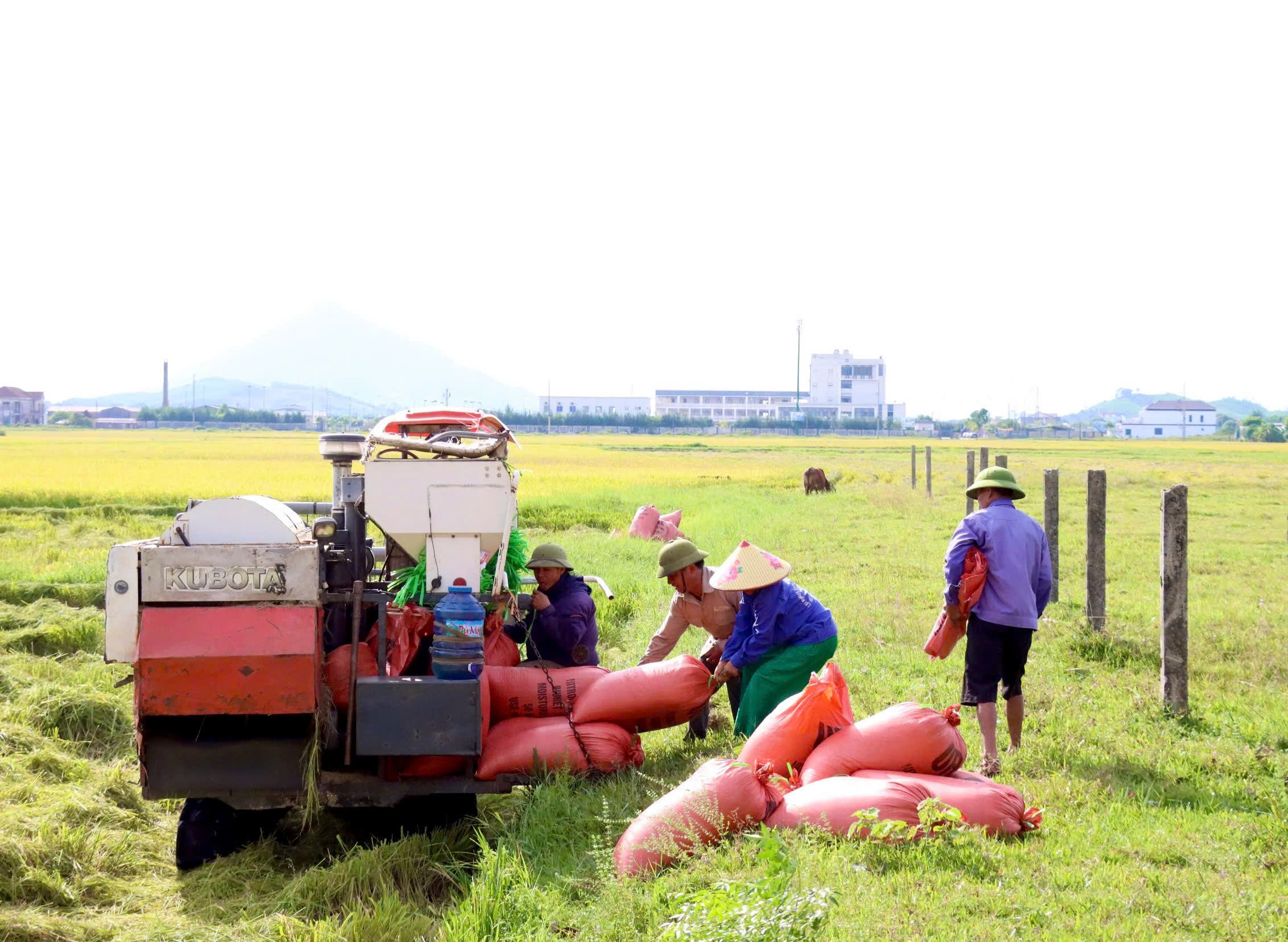 Nông dân huyện Kỳ Anh bước vào mùa thu hoạch vụ lúa Hè thu năm 2024