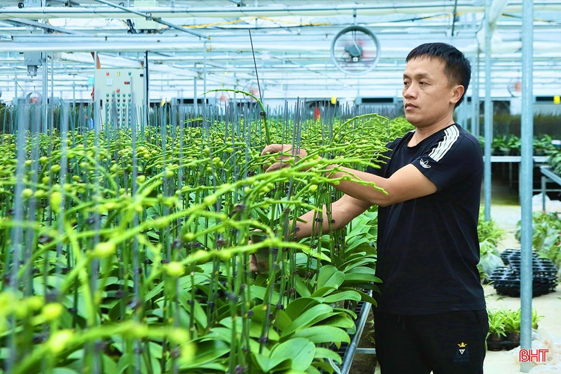 Sớm có chính sách nhân rộng mô hình trồng lan công nghệ cao tại Hà Tĩnh