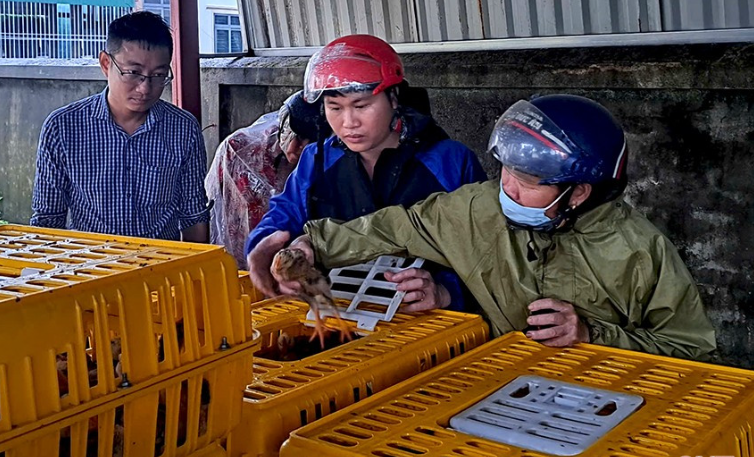 Nghi Xuân: Trao gần 2.500 con gà giống cho hộ nghèo trên đia bàn