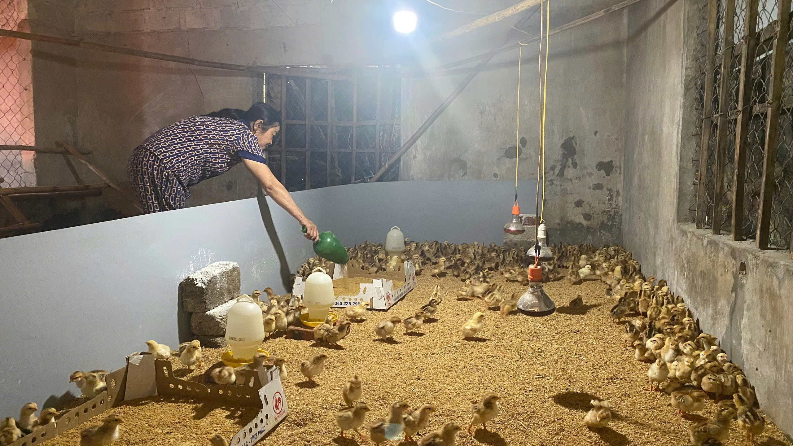 Người chăn nuôi gà Hà Tĩnh tích cực tái đàn đón thị trường tết