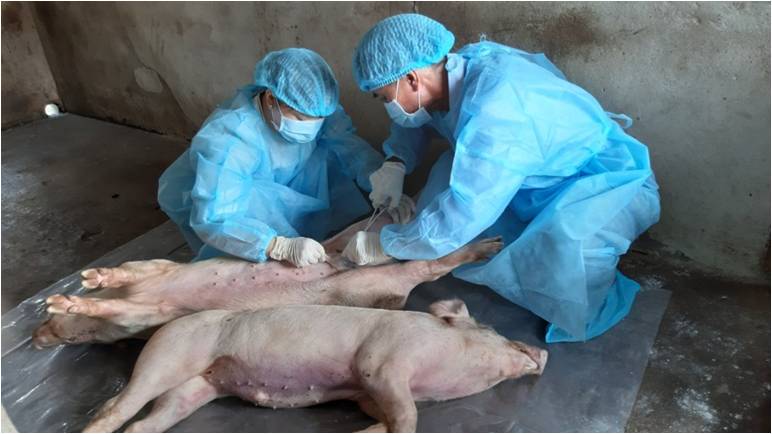 Tăng cường công tác phòng, chống dịch tả lợn Châu Phi  trên địa bàn tỉnh Hà Tĩnh