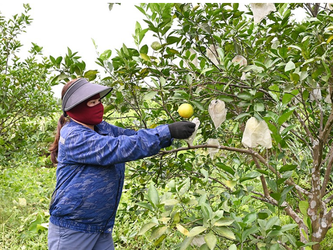 Hương Khê: Nông dân thay đổi tư duy, chuyển canh tác theo hướng hữu cơ