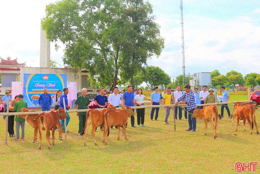 Trao tặng bò sinh sản hỗ trợ sinh kế cho hộ nghèo ở Thạch Hà